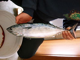 ソーダガツオ？