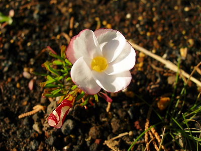 オキザリス　バーシカラーの花