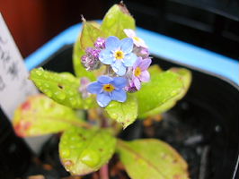 わすれな草ブルームッツの開花