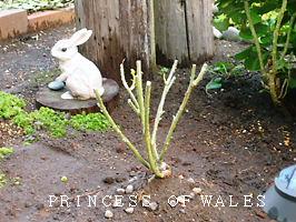 バラ・プリンセス・オブ・ウェールズ