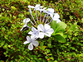 ２００８ルリマツリ