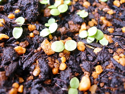 フェリシアの発芽