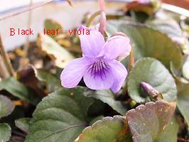 黒葉ビオラの花