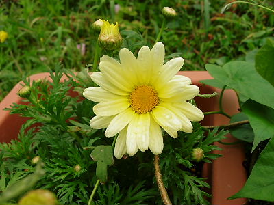 マーガレットバニラバタフライ