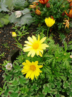 マーガレットバタフライ