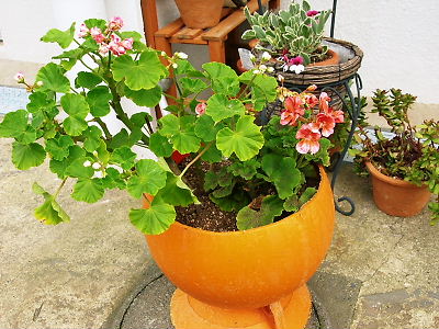 プラスチックブイにゼラニウム