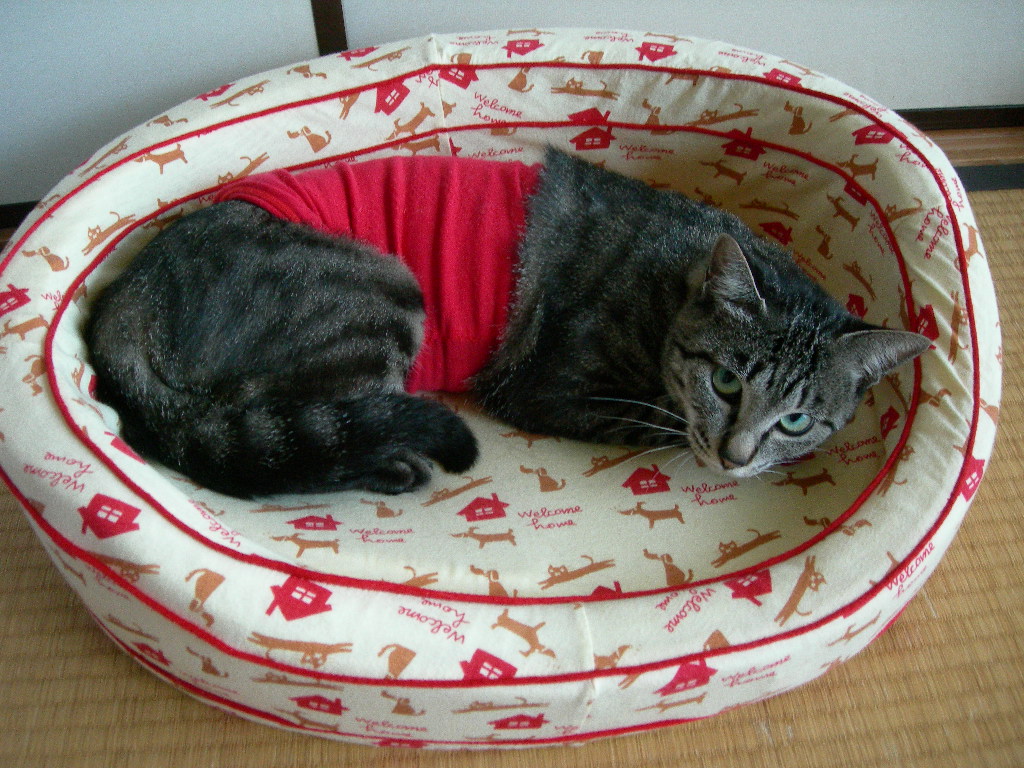 手術後の腹巻クロ