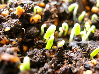 アグロステンマの発芽２