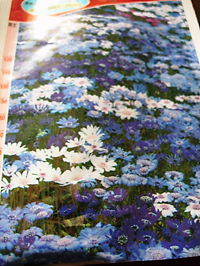 フェリシア開花見本