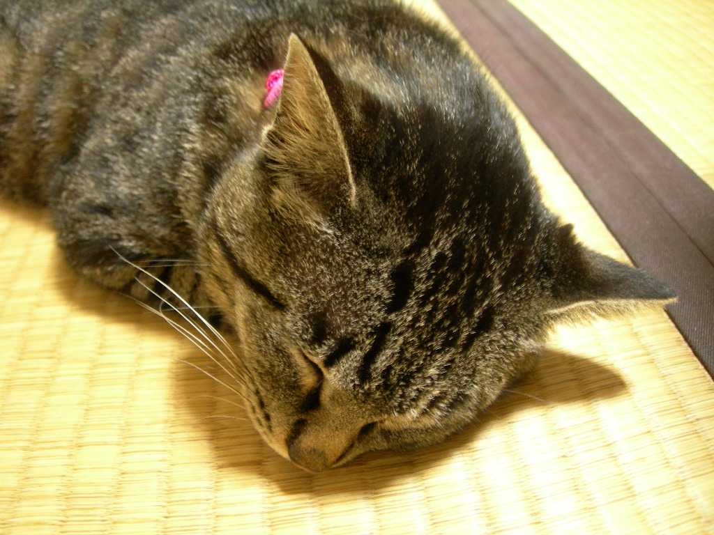 無防備に寝るクロ