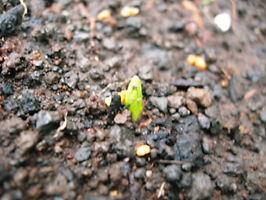 ムスカリの発芽