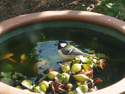 シジュウカラの水浴び