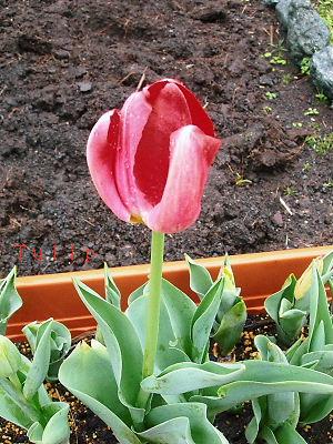 チューリップ１