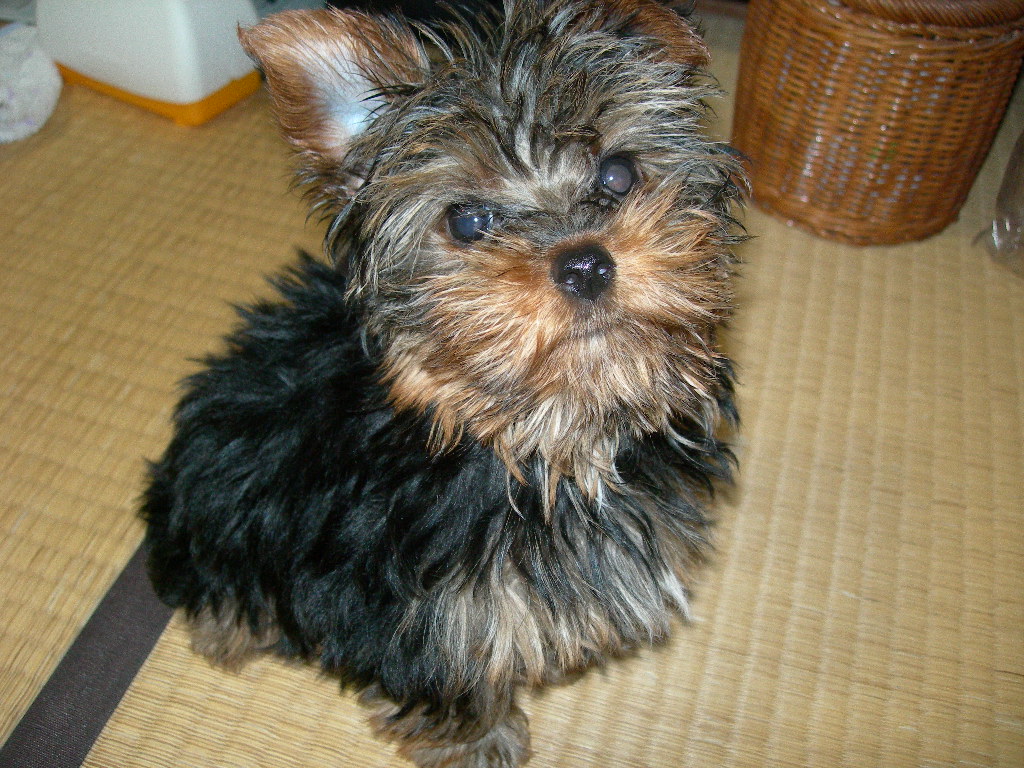 片耳立ってきたモカ