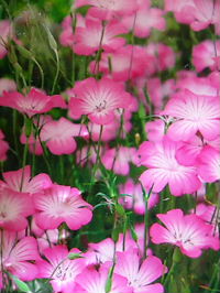 アグロステンマ花