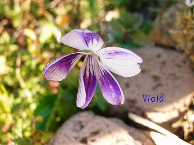 シチトウスミレ？