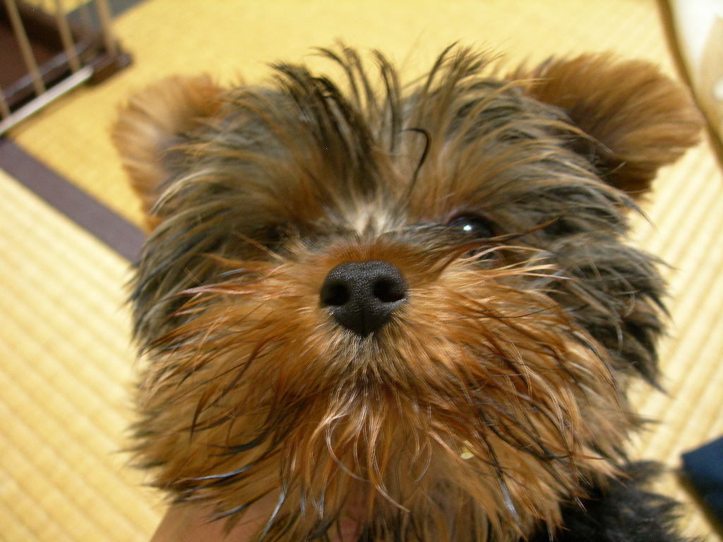 お弁当つけたモカ