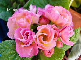 バラ咲きジュリアン　ブライダルベル