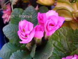 バラ咲きジュリアン　ピーチフロマージュ