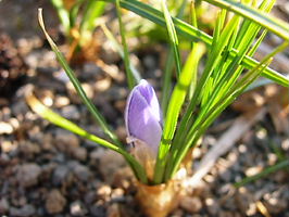 クロッカスのつぼみ（紫）