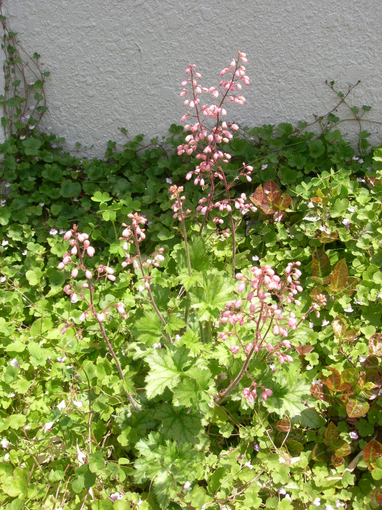 ２００９初夏玄関前ミニ花壇