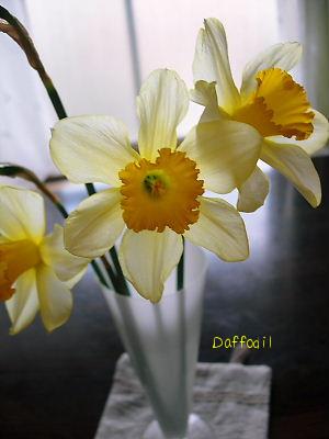 実家のスイセン