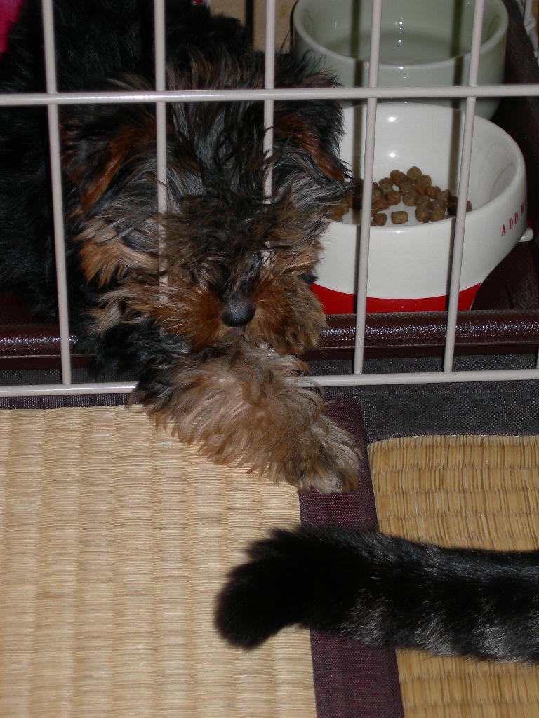 クロのしっぽにじゃれるモカ