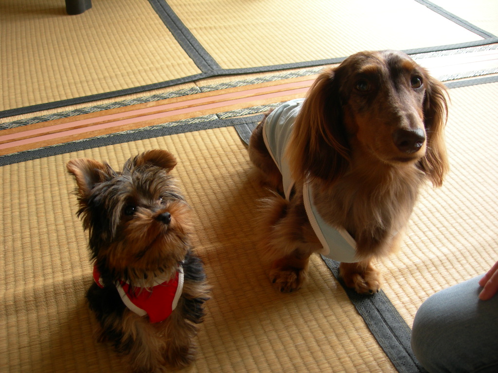 ケンシンと待て