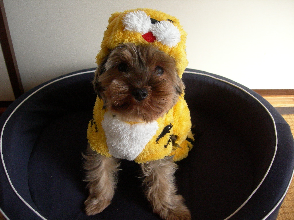 モカ１歳になりました