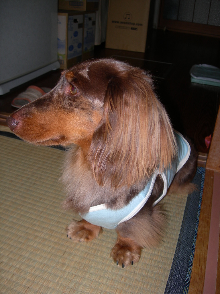 そっぽを向くケンシン