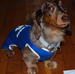 １/１１待て！のケンシン