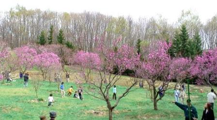 デザイン06May13平岡梅3.jpg