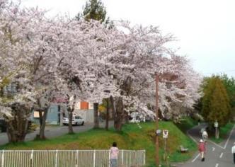 デザイン06May13,Sロード桜2.jpg