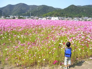 コスモス.JPG