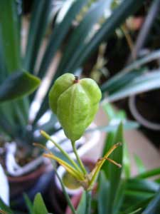 ダルマヒオウギの実