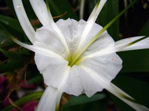 ヒメノカリス拡大！