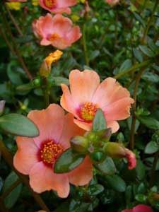 ポーチュラカ　大輪