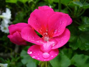 ゼラニウム　濃いピンク