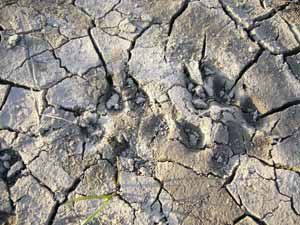 巨大生物の足跡