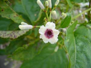 土手で見つけた花