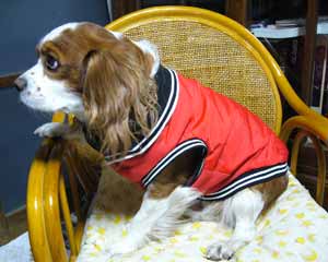 こんなポーズでいかが?