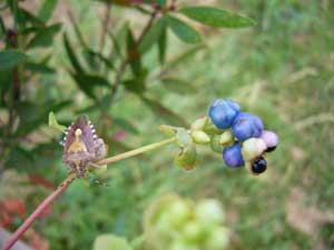 瑠璃色の小さな実