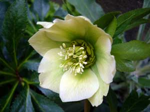 クリーム/グリーン