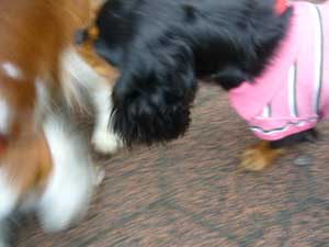 マリちゃんモモに迫る