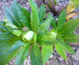 クリスマスローズ 白