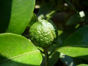 シークァーサー