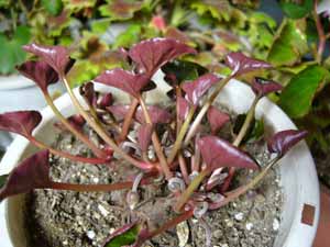 越年シクラメン２