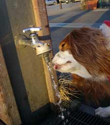 寒くてものどは渇く