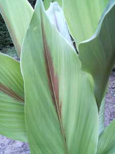 この葉っぱは！？