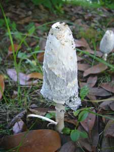 ササクレヒトヨタケ2